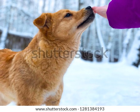 The dog sniffs the human hand in winter