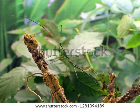 The stick insect Ramulus nematodes "blue" on dry branch Royalty-Free Stock Photo #1281394189