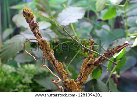 The stick insect Ramulus nematodes "blue" on dry branch Royalty-Free Stock Photo #1281394201