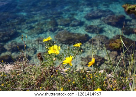 Scenic view of yellow wild daisies on a cliff with a beautiful blue sea on background. Taranto; Puglia; Italy