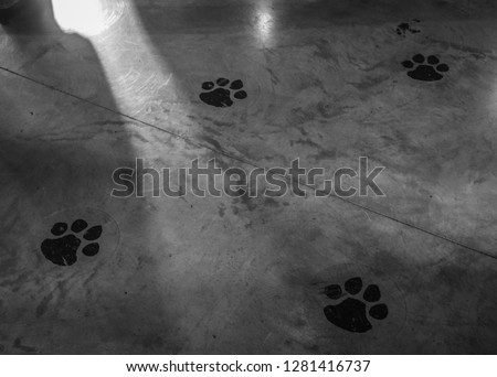 Cat paws on the floor
