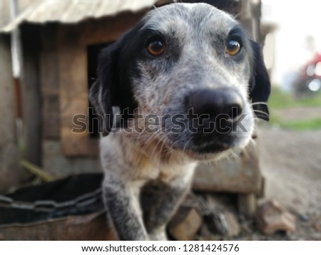 Domestic dog in the village