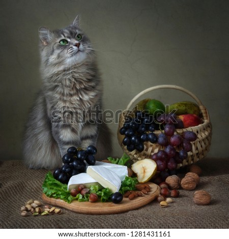 Camembert Cheese Still Life and curious gray kitty