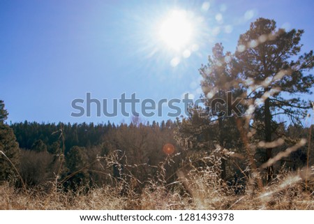 Bright sun in the blue sky lighting pine forest and grass weed field 