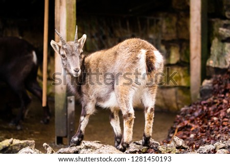 Goat Isolated Nature Picture Sweet Posing Cute Animal Wildlife Forest 