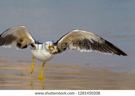 Pacific  Gull (Larus pacificus), Eyre Peninsula, South Australia, Australia.