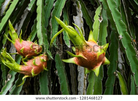 Dragon fruit flower in Vietnam