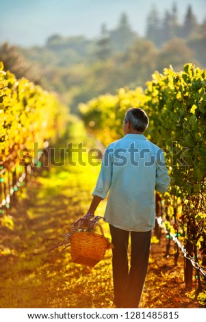 Mature man carrying basket of flowers through the vineyard.