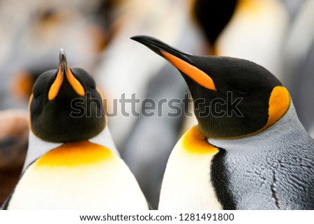 Two Emperor Penguins (Aptenodytes forsteri) sitting together amongst their flock.