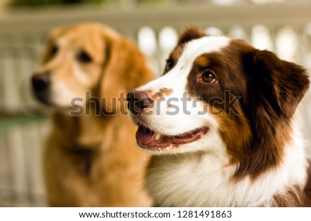 Portrait of two dogs looking curious together.