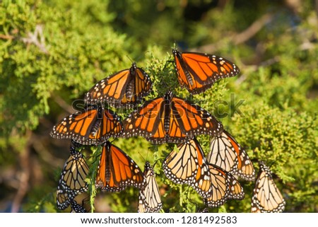 Monarch butterflies (Danaus plexippus) roosting in Eastern Red Cedar tree (Juniperus virginiana), Prairie Ridge State Natural Area, Marion, Illinois, USA. Royalty-Free Stock Photo #1281492583