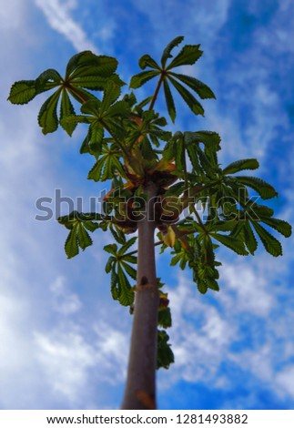 
Photo of a young Aesculus hippocastanum tree at close range overlooking the sky in the summer. Suitable for cards and greetings.