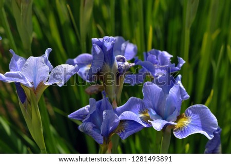 A close-up photo of the blooming of blue irises in the summer. The picture is suitable for greeting cards for holidays (March 8, February 14, birthday)