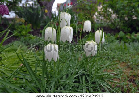 A close-up photo of the flowering of Fritillaria in the summer. The picture is suitable for greeting cards for holidays (March 8, February 14, birthday).
