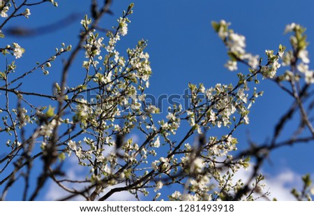 A close-up photo of a cherry tree flowering in spring against a blue sky. The picture is suitable for greeting cards for the holidays (March 8, February 14, birthday).