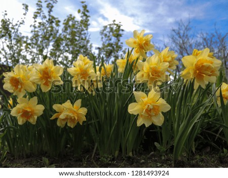 
A close-up photo of the flowering of yellow narcissus in the spring against a blue sky. The picture is suitable for greeting cards for the holidays (March 8, February 14, birthday).