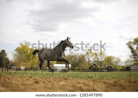 Horse running in pen