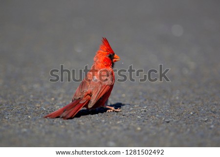 Northern cardinal (Cardinalis cardinalis) is a North American bird in the genus Cardinalis; it is also known colloquially as the redbird or common cardinal. Kauai, Hawaii, USA.