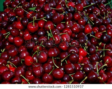 fresh ecological cherries from orchard