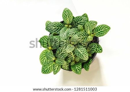 Lady palm or Bamboo palm (Green Episcia cupreata)/Green Episcia cupreata (Hook.) Hanst)
Episcia cupreata is a plant species in the family Gesneriaceae that is found from Central America. Royalty-Free Stock Photo #1281511003