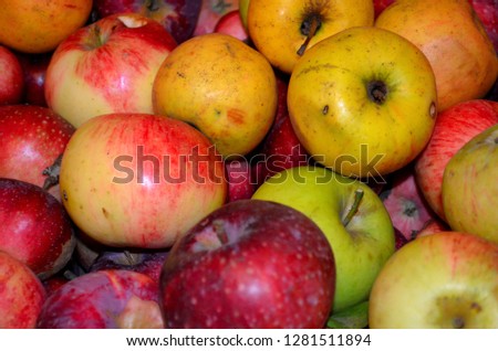 fresh ecological apples from orchard