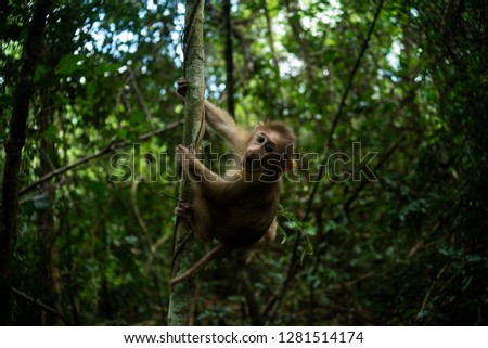 Cute monkey in forest