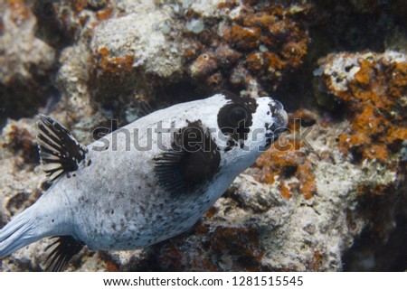 Masked Puffer on Coral Reef in Red Sea off Dahab, Egypt