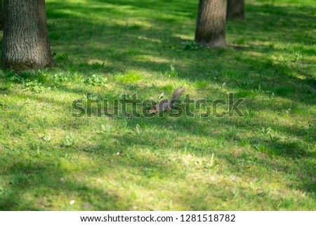 curious squirrel in the Park on the green grass