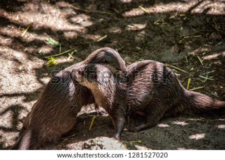 These two otters were playing and running whilst stopping for quick hugs