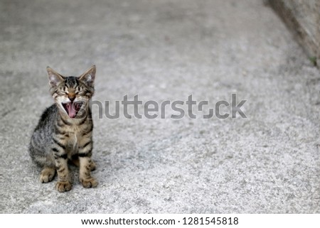 Cute brown tabby kitten sitting in a yard and yawning. Selective fous. 