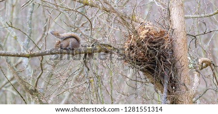 Kentucky grey squirrel sitting near its large nest on tall tree and branch Winter time urban wildlife photography 20109
