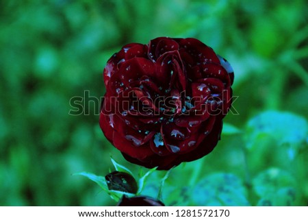 Deep red rose with water droplets