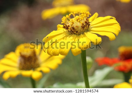 Bright yellow floral of summer in field. Close up pretty petals flower in garden, outdoor, soft focus, and blurry backdrops. Beautiful yellow flower in natural background, Center of fresh flower.