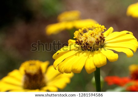 Bright yellow floral of summer in field. Close up pretty petals flower in garden, outdoor, soft focus, and blurry backdrops. Beautiful yellow flower in natural background, Center of fresh flower.