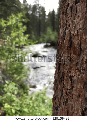 Closeup of tree with river background