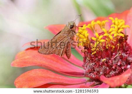 Close up picture of pretty big eye butterfly on red beauty flower In blurred green images backdrops, wonderful fresh morning in garden. Beautiful nature background concept. Free space for add text. 