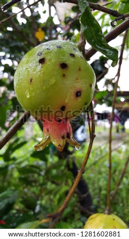 Pomegranate in the rainy season - South America, Guyana