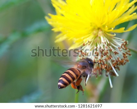 Apis Cerana or The Eastern Honey Bee