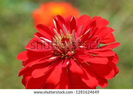 Bright red floral of summer in field. Close up pretty petals flower in garden, outdoor, soft focus, and blurry backdrops. Beautiful red flower in natural background, Center of fresh flower.