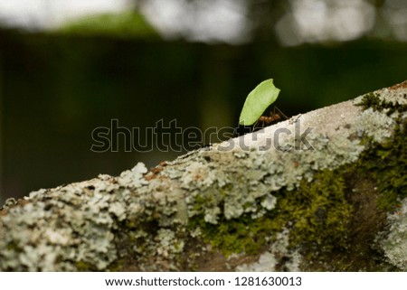 Ant carrying a leaf in the raint forest of Costa Rica