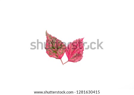 Leaves of Hibiscus flower white background.
