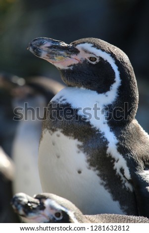 Penguin enjoying sun
