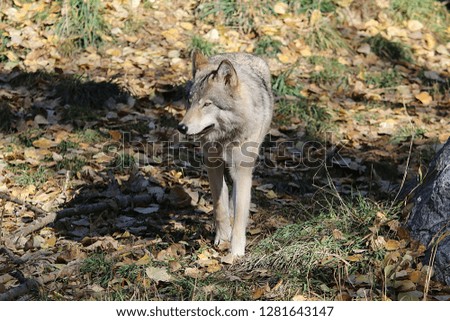 Wolf walking in forest