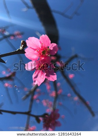 Cherry blossoms in the mountains of Taiwan