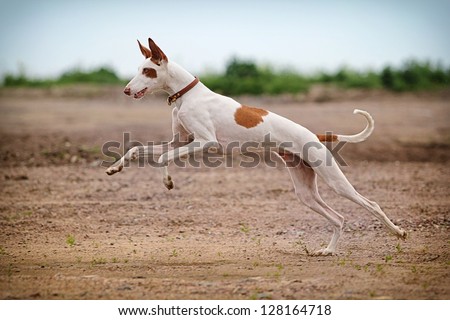 Ibizan Hound dog stand on a road in field Royalty-Free Stock Photo #128164718