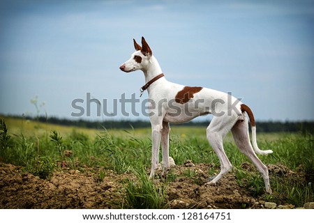 Ibizan Hound dog stand on a road in field Royalty-Free Stock Photo #128164751
