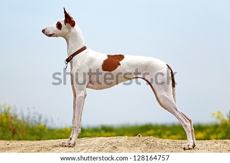Ibizan Hound dog Royalty-Free Stock Photo #128164757