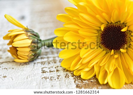 Macro shot of intricate yellow daisies. The subtle texture of the petals are captured in this image as well. Spring flowers. Spring wedding. Yellow floral arrangement. Wildflowers. 