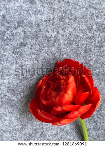 amazing red peony tulip on grey felt background