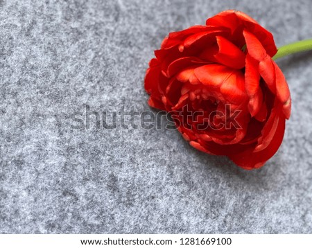 amazing red peony tulip on grey felt background